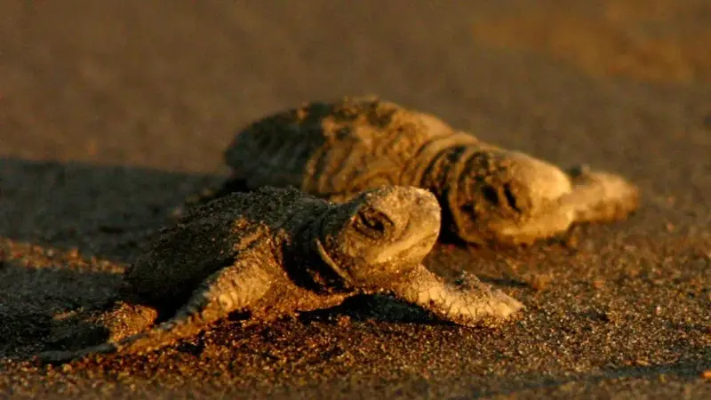 Tortugas marinas recién nacidas caminando por la arena hacia el mar en Nuquí